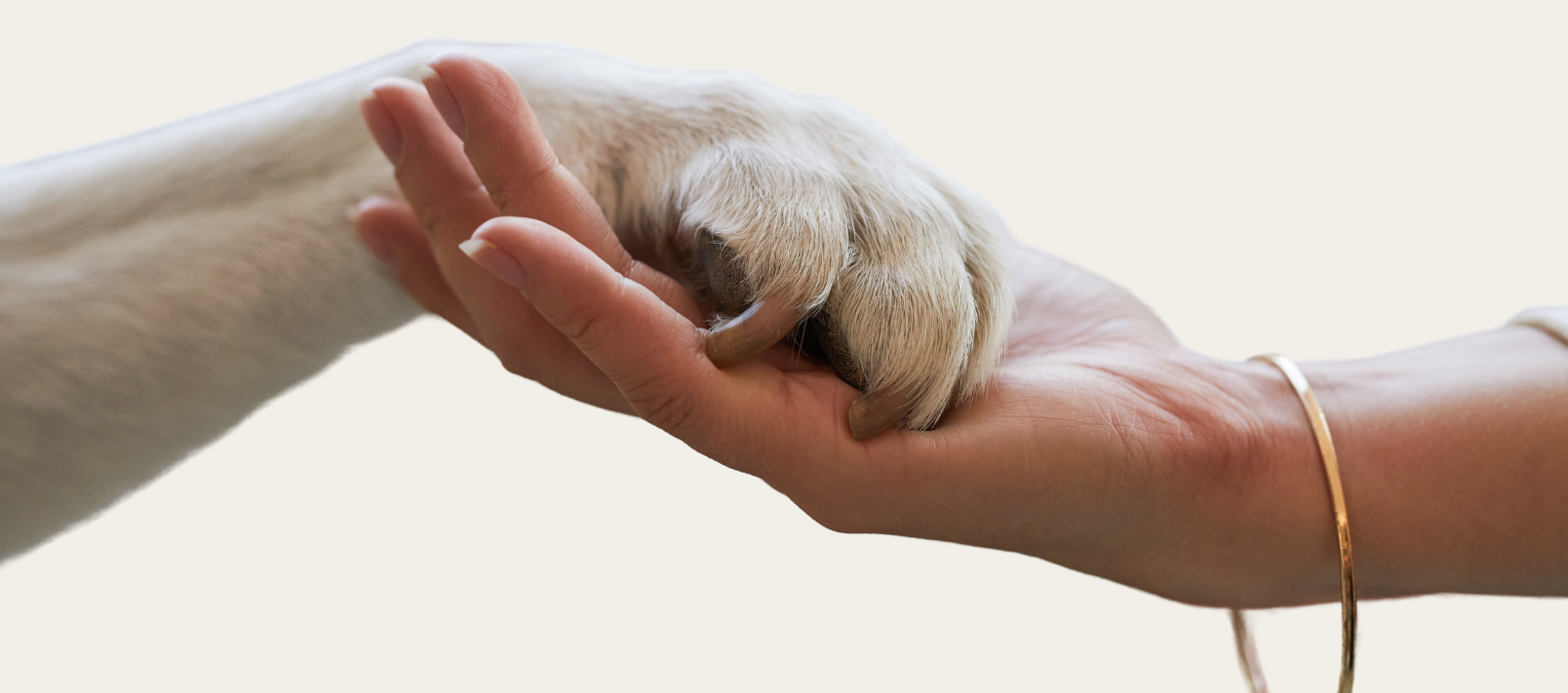Dog paw resting in a person's hand