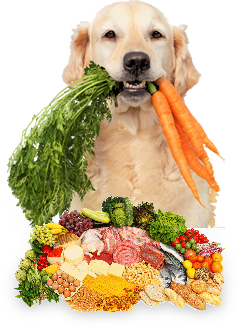 Balanced Diet for Pet