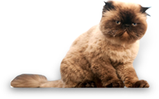 Dog Care Products