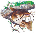 CATFISH FRESH WATER FISH T-SHIRT