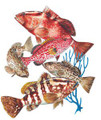 GROUPER GROUP COD FISH T-SHIRT