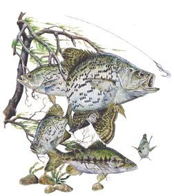 CRAPY FISH FISHING T-SHIRT