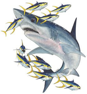 HUNTING SHARK FEST T-SHIRT