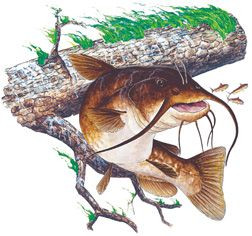 CATFISH FRESH WATER FISH T-SHIRT