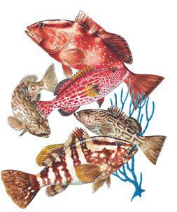 GROUPER GROUP COD FISH T-SHIRT