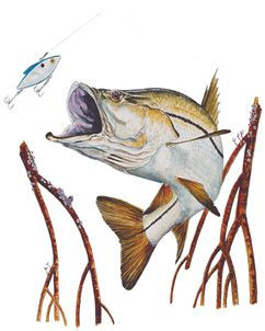 SNOOK FISH FISHING T-SHIRT