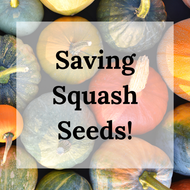 Save Your Seeds!