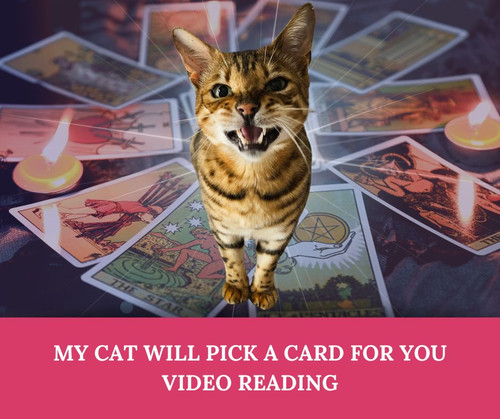 Bedford the Bengal will pick a card for you and Helen will interpret it for you in this fun and unique video reading!