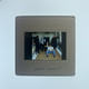 Deep Purple Transparency Positive Photographic Slide Original Promo front