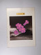 Level 42 Programme