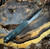 Marfione Custom Scarab II DES Hefted Black Alloy Handle Hot Blue Riptide Ultra Pattern Bakers Forge Damascus Blade DLC Ringed Hardware