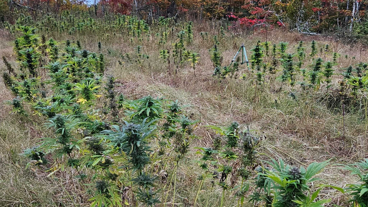 THC Seeds