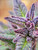 Aurora Borealis - Green + Purple Pheno
