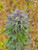 Aurora Borealis - Green + Purple Pheno