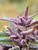 Purple Haze - Light Purple Pheno