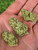 White Truffle Light Dep THCa Flower