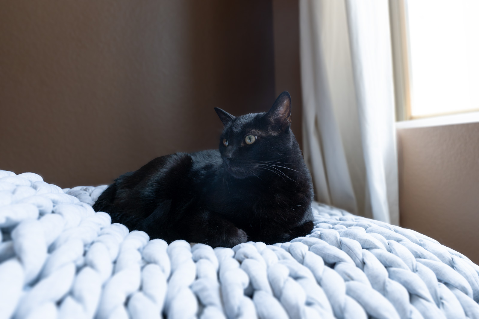 How to Remove Animal Hair from Weighted Blankets Kawaii Blankets