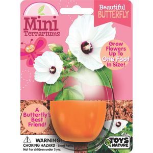 Beautiful Butterfly Mini Terrarium Beautiful Butterfly Mini Terrarium