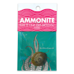 Ammonite Fossil Ammonite Fossil