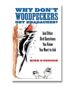 Why Don't Woodpeckers Get Headaches