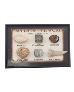 Fossils From Around The World