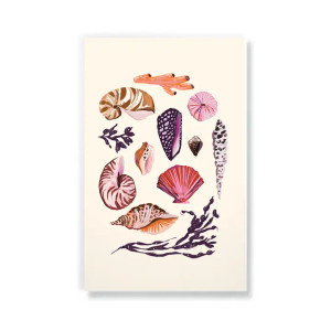 Seashells Layflat Notebook Seashells Layflat Notebook