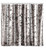 Birch Shower Curtain