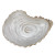 White Shell Trinket Dish