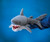 Shark Puppet