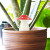 Self Watering Mushroom Planter Self Watering Mushroom Planter