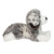 Skylar Australian Shephard