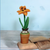 Potted Bulb Blossom Orange