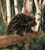 Porcupine Puppet