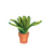 Cactus Felt Snake Plant