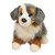 Sinclair Australian Shepard