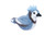 Denim Blue Jay