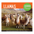 LLamas 1000 Piece Puzzle LLamas 1000 Piece Puzzle