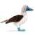 Blue Footed Booby