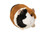 Pippin Guinea Pig