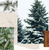 Frasier Fir Pine Needle Votive Candle Frasier Fir Pine Needle Votive Candle