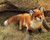 Red Fox Puppet