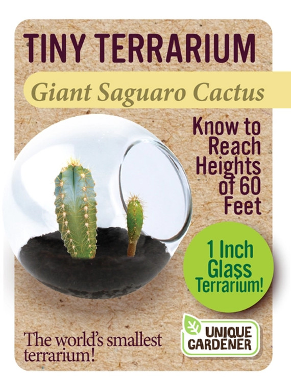 Tiny Terrarium Cactus