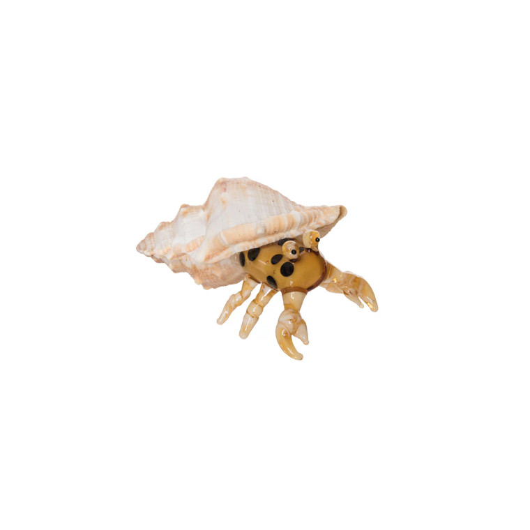 Glass Brown Hermit Crab