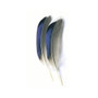 Mallard Blue Wing Quills