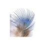 Peacock Blue Neck Feather