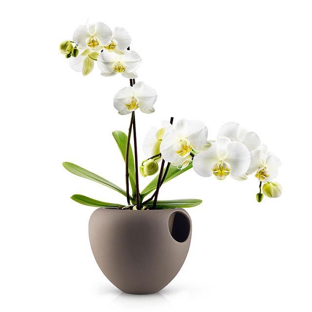 SelfWatering Orchid Pot Plum Select
