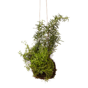 Rosemary & Thyme String Garden