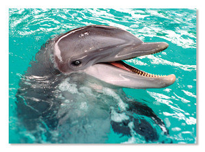 Smiling Dolphin Cardboard Jigsaw - 60 Pieces