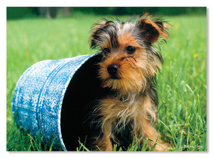 Puppy Pail Cardboard Jigsaw - 60 Pieces