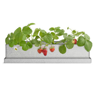 Strawberry Windowsill Growbox